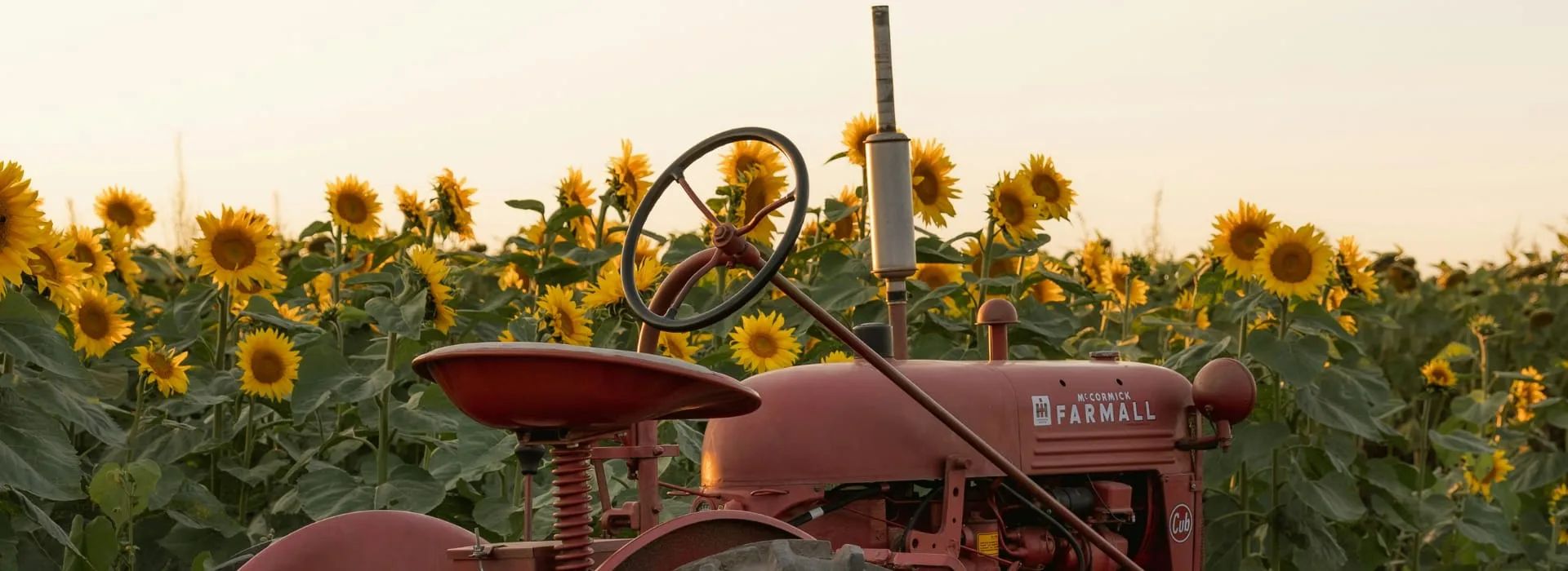 A red tractor among rows of sunflowers at sunset.
