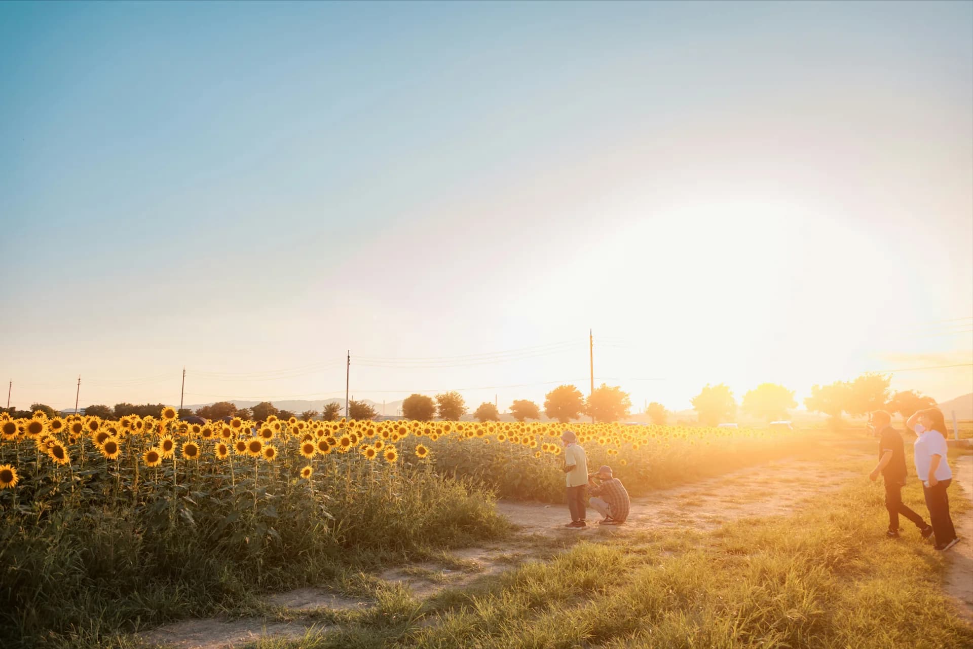 Visitors walk beside rows of sunflowers at sunset at Johnson Vegetable Farms.